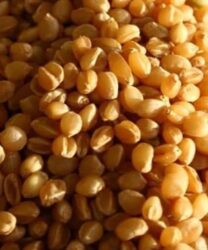 Sona Moti Wheat