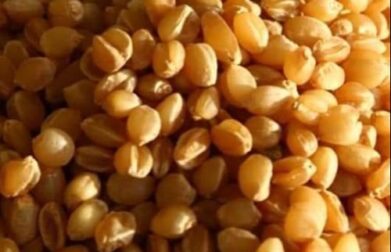 Sona Moti Wheat