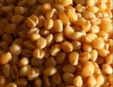 Sona Moti Wheat