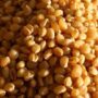 Sona moti wheat 2 90x90