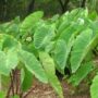 Taro Root Benefits.pg_ 1 90x90
