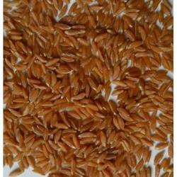 khapli-wheat-250x250